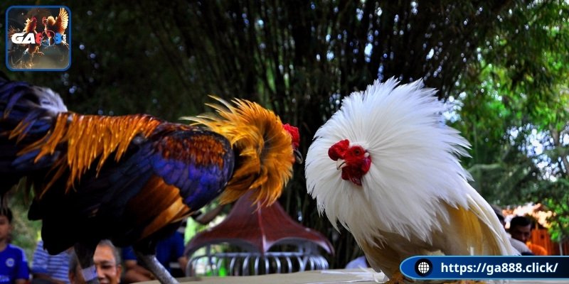 Cơ hội “ăn” lớn cho cược thử