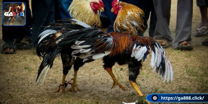 Hình thức thi đấu truyền thống tại đá gà trực tuyến Ga888