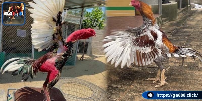 Lối đá sỏ phổ biến